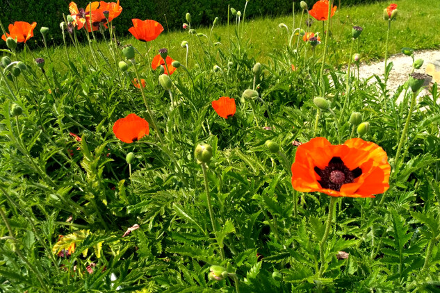 Bylinková zahrada v Kuksu