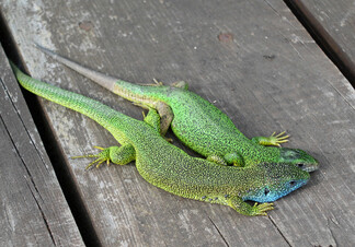 Ještěrka zelená (Lacerta viridis), sameček vepředu.