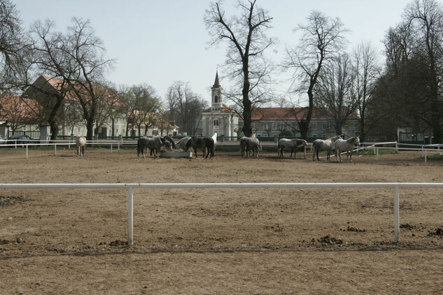 Hlavním posláním hřebčína nadále zůstává chov kladrubských koní